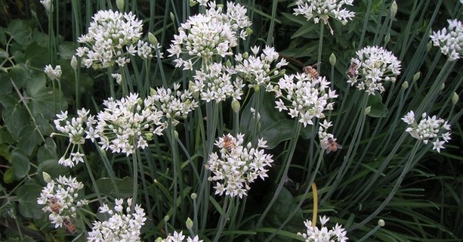 Allium sativum